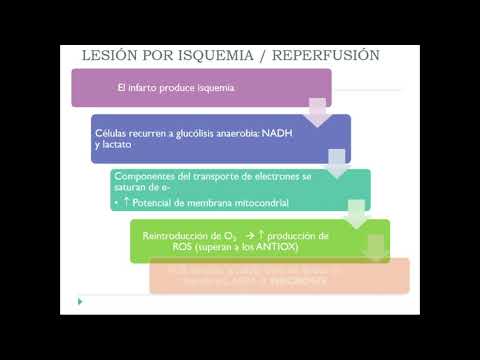 Vídeo: Respuesta Arterial Pulmonar A Angiostrongylus Vasorum En Perros Infectados Naturalmente: Hallazgos Ecocardiográficos En Dos Casos