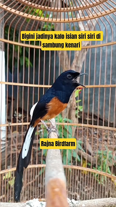 Muraibatu isian siri siri sambung kenari #rajanabirdfarm #pancinganmuraibatu #masteranmuraibatu