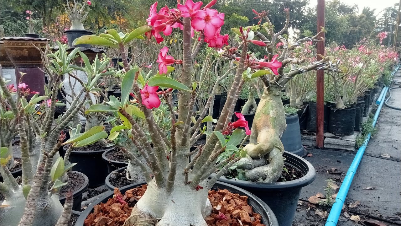 ชวนชมหนองเรือเมืองขอนแก่น  20/1/69 ติดต่อ LINE ID: e23hkz 