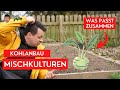 Kohlrabi (Kohlpflanzen) in Mischkultur - Aussaat und Anbau April/Mai