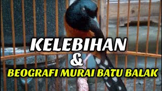 KELEBIHAN MURAI BATU BALAK DAN ASAL USULNYA