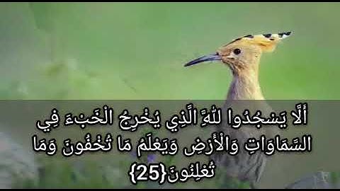 @quraankarim431  وتفقد الطير فقال مالي لا أرى الهدهد أم كان من الغائبين - القرآن الكريم - سورة النمل