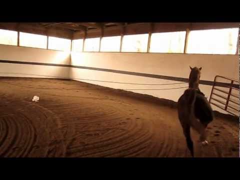 Video: Dutch Tuigpaard Horse Breed Hypoallergenic, Health And Life Span