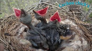 Cuckoo chick coup.