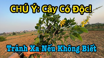 Độc Đáo Loài Cây Mọc Hoang Biết Dùng Quý Hơn Vàng, Không Biết Cần Tránh Xa Kẻo Hối Hận