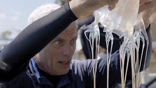 Grabbing a Jellyfish with Your Bare Hands