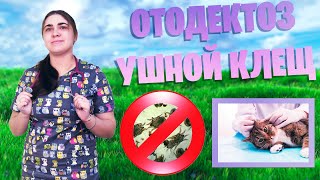 Отодектоз  Ушной клещ