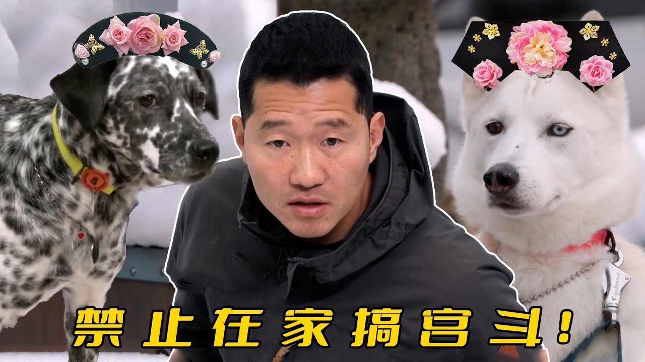 兩條狗為了主人爭風吃醋，每天在家演宮斗劇，訓犬師：三角關係我搞不定