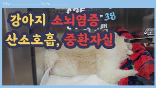 강아지 달곰이 소뇌염증으로 인한 경련.. 중환자실.. 그리고 최근근황까지!