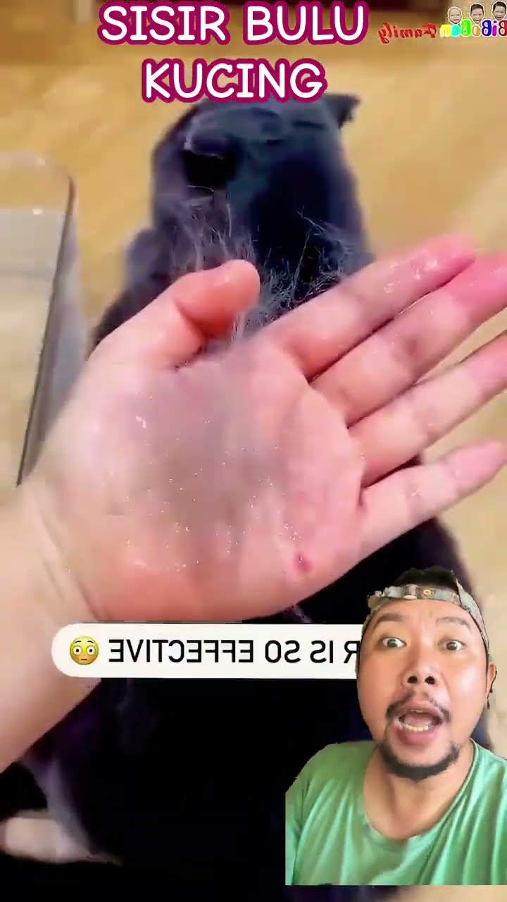 SISIR BULU KUCING!!!?? #funny #shortsfeed #shorts