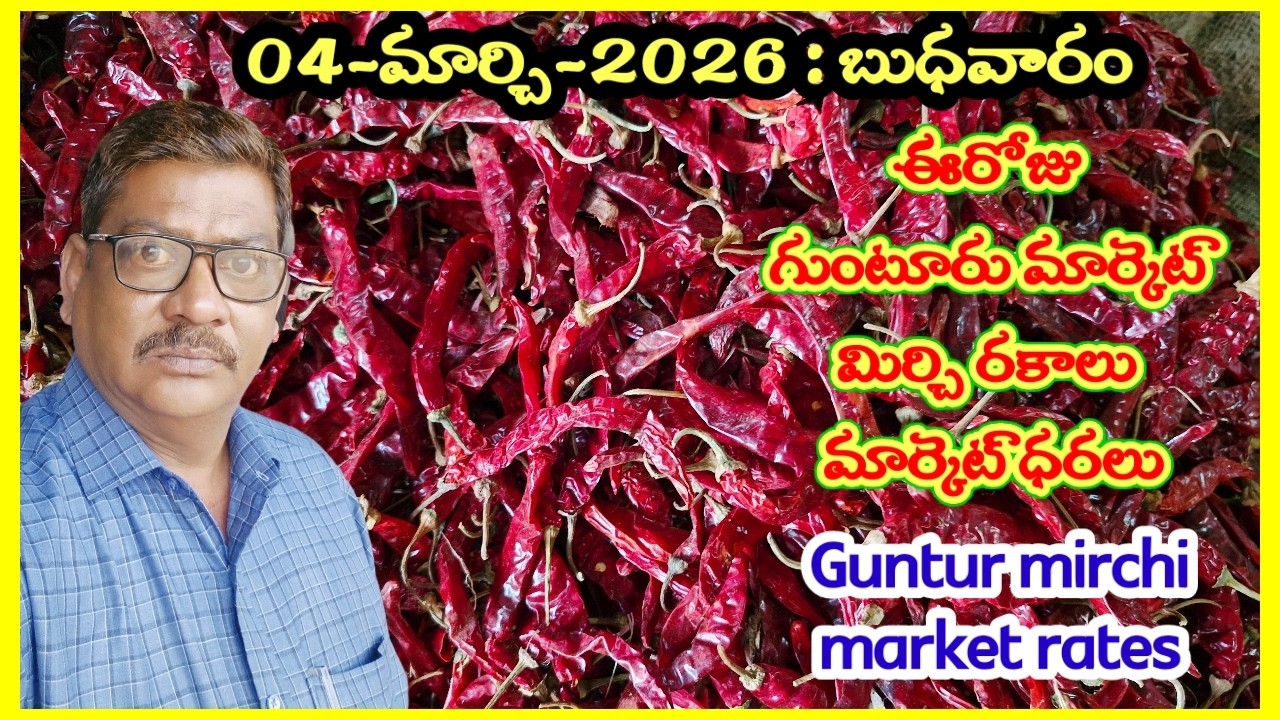 04-MARCH-2026 GUNTUR MARKET MIRCHI RATES|గుంటూరు మిర్చి మార్కెట్ ధరలు|गुंटूर मार्केट मिर्च के रेट