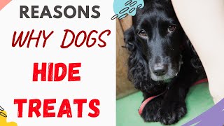 Why Do Dogs Hide Treats