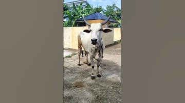 Sapi lucu, Sapi Moo, Suara Sapi, Sapi Jumbo, Sapi Brahman #sapi #lembu #kurban #cow #conbò #bigcow