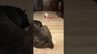 Never Bored W All These Animals