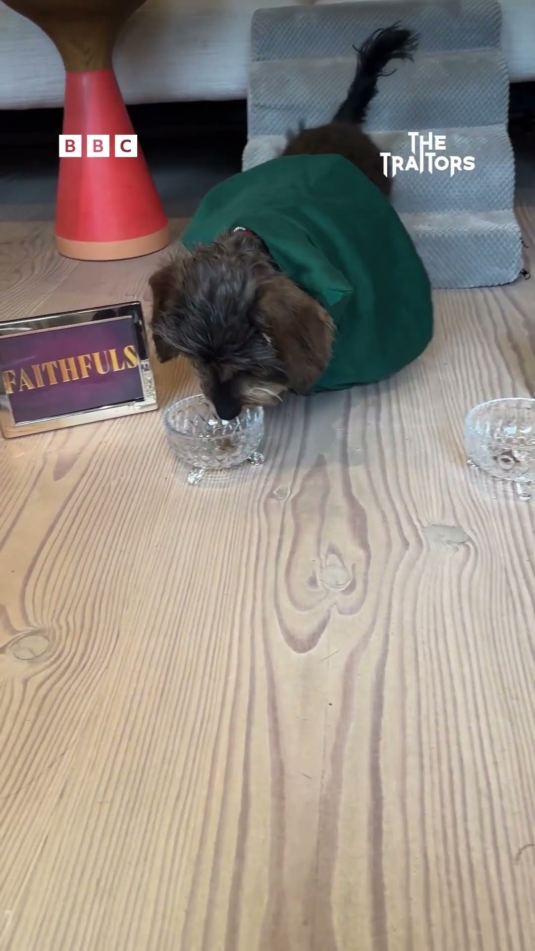 Puppy Predicts The Traitors Finale Winners - BBC