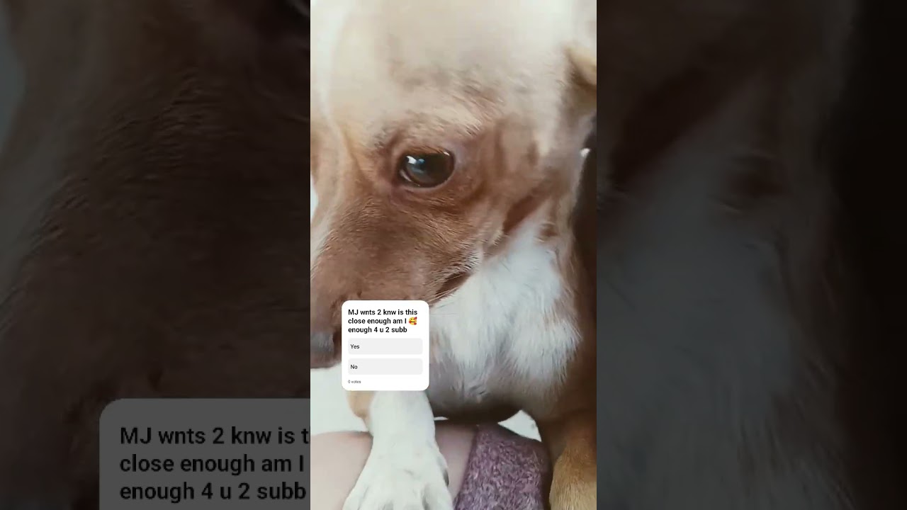 MJ has beautiful eyes #dog #pets #puppy