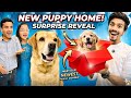 New Puppy at the home 🏠 #anant #anantrastogi #comedy #goldenretriever #leo #reo #vlogs #teen #trend 