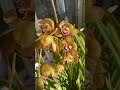 Черговий цимбідіум заквітає🎄#flowers #orchid #орхідеї #fleurs #butiful #cimbidium #квіти #flowers #