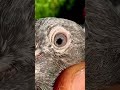 High flyer pigeon high quality breeder pair #pigeon #shortfeed #kabootar #pigeonlaver
