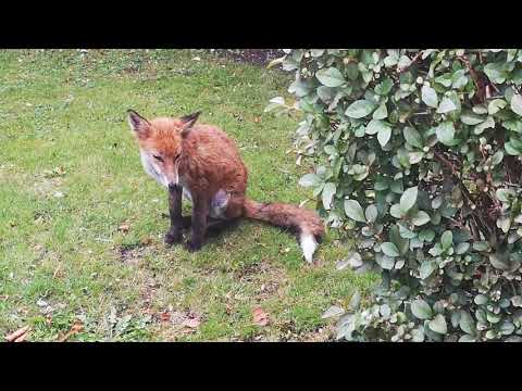 Video: Fox Bændelorminfektion (cysticercosis) Hos Hunde