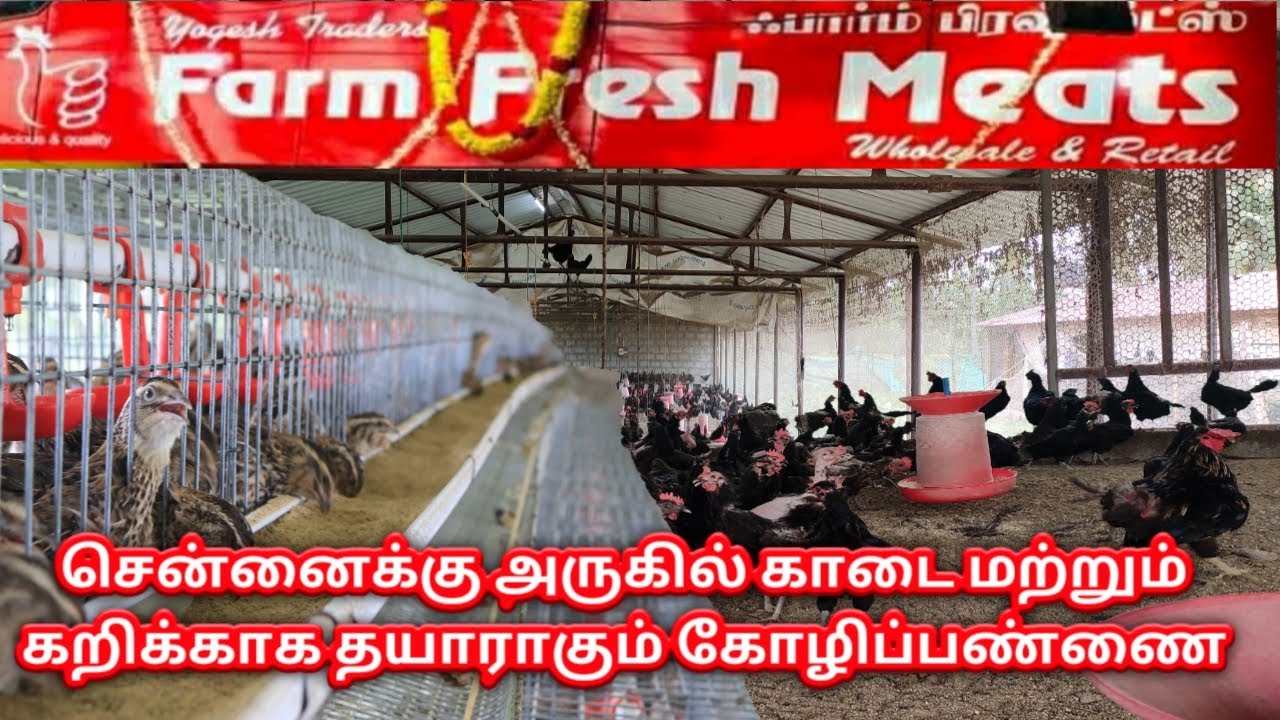 சென்னைக்கு அருகில் காடை மற்றும் கறிக்காக தயாராகும் கோழிப்பண்ணை/ Quail and poultry farm in kalpakkam