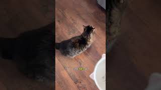 Is this weird cat behavior? #cat #catsoftiktok #cats #catlover #cattok part.1