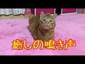 イライラしてたら猫が鳴いて癒してくれました