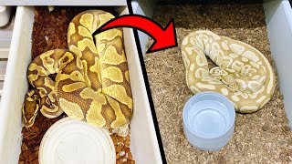 Celebrity Ball Pythons: What You Need To Consider When Upgrading Tub Size | Part 6 Profile
