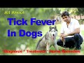 How to treat tick fever at home| Diagnosis | Home Remedies By Dr Sardana