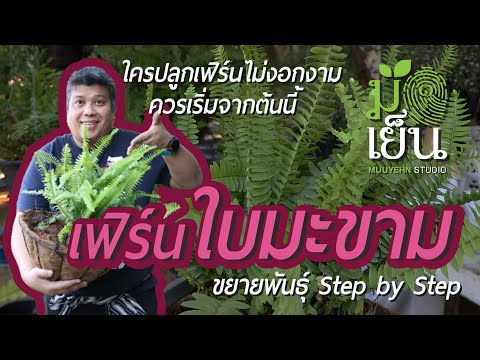 วีดีโอ: ข้อมูลต้นเฟิร์น - เรียนรู้เกี่ยวกับสภาพการเจริญเติบโตของต้นเฟิร์น