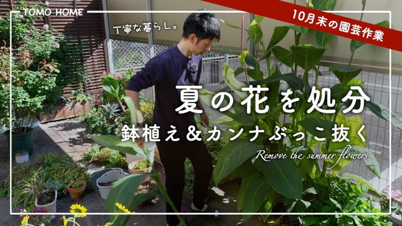 【もったいない！？】次植える花のために夏の花を処分＆剪定【ペチュニア/日々草】