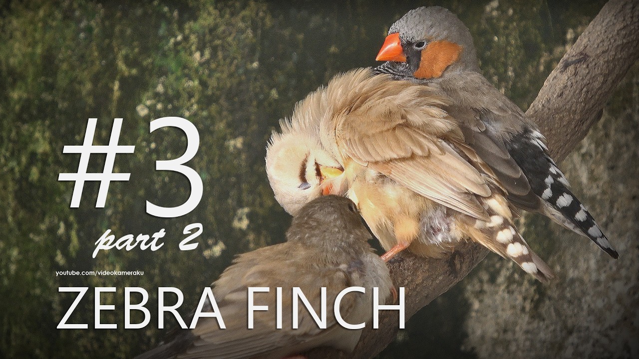 Zebra Finch Small Aviary: C3P2 - Cchuwww Ceccchuwww
