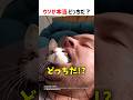 【何問正解できる？】ウソか本当どっちだ！？ part54 #クイズ #ショート #shorts #猫 #なぞなぞ #かわいい