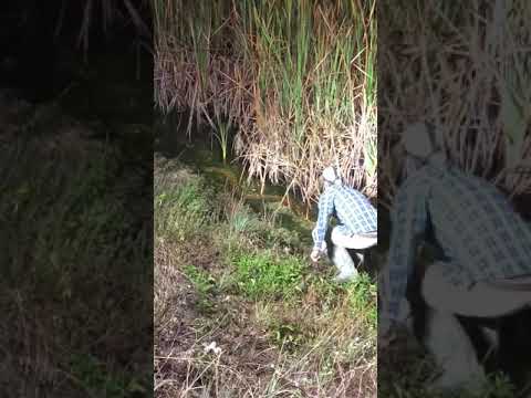 Python Hunter catches wild Florida Python in the Everglades
