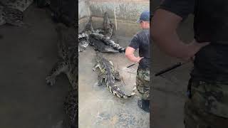 #crocodile #viralvideo #video #subscribe #wildlife