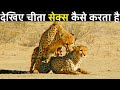 देखिए चीता संभोग कैसे करते हैं ,देखकर आपका दिमाग घूम जाएगा | Interesting Facts About Cheetahs