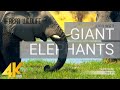 4k african wildlife elephants part 1  a day in africa with giant elephants  10bit color