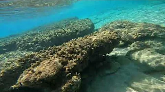 Snorkeling the Med