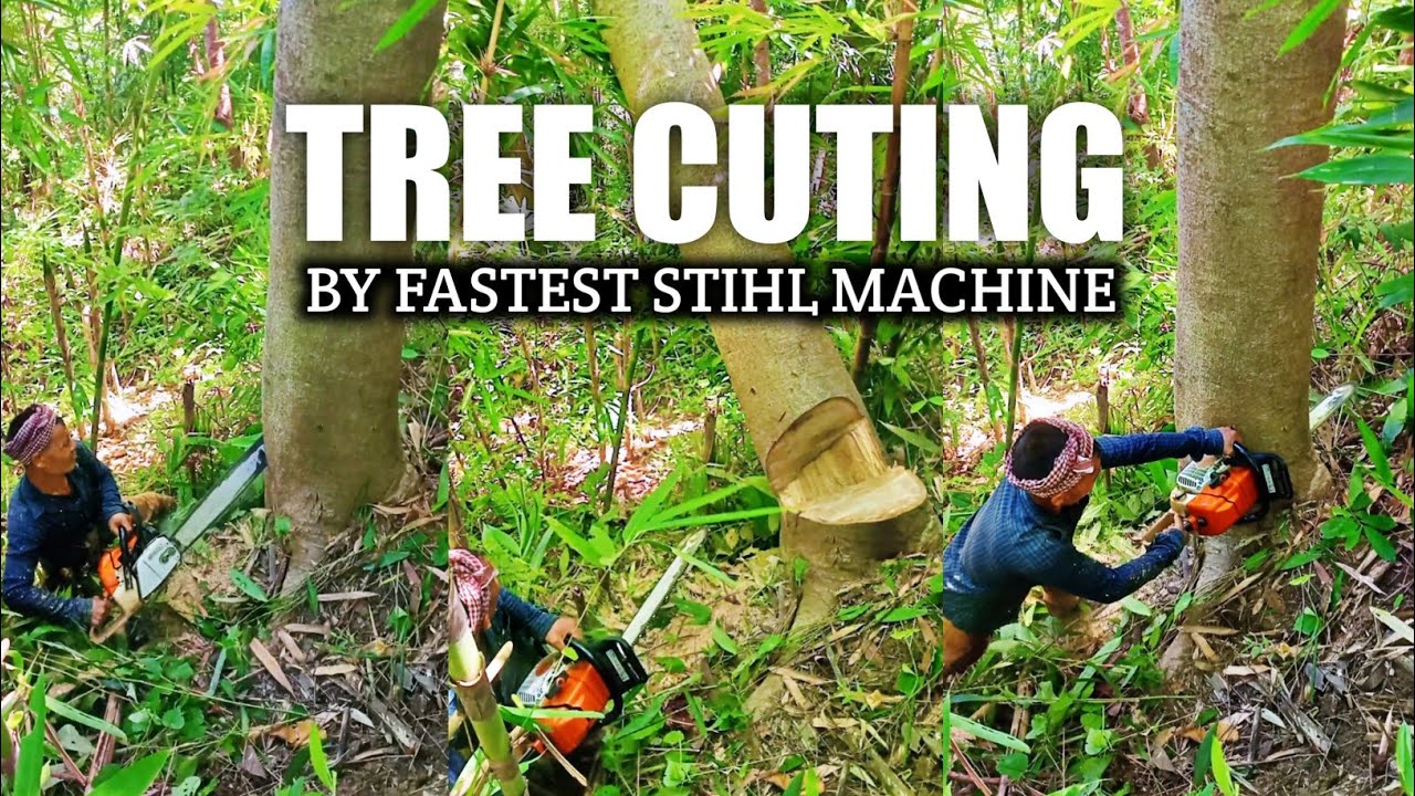 Tree Cutdown by fastest stihl machine chainsaw ms382🔥#most #fastest # ...
