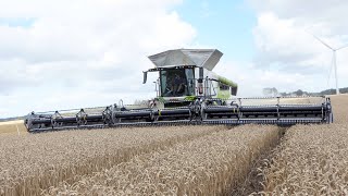Claas Lexion 8900 With 50 Ft. Wide Macdon Fd250 Header Harvesting Wheat Big Harvest 2025