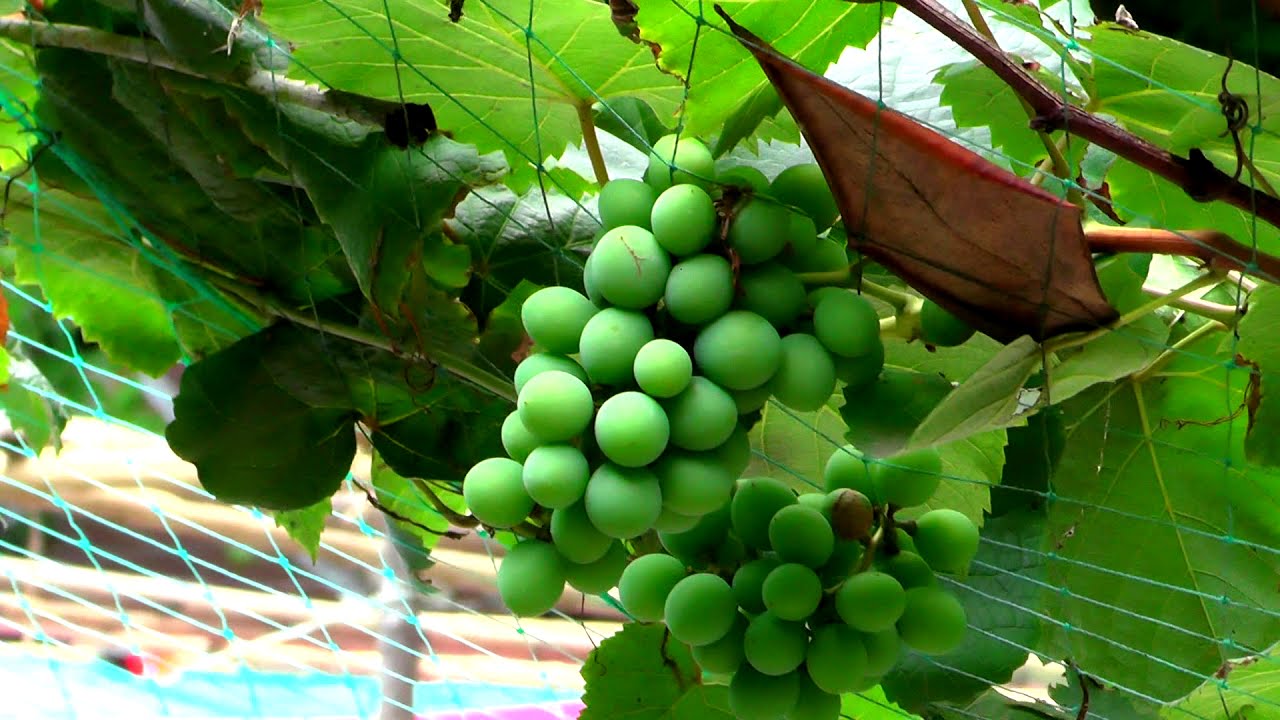 Amazing Growing Grapes in Bangladesh Grapes Tree Grapes BD