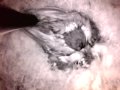 Birdcam_2010-05-02_11-21-29.avi
