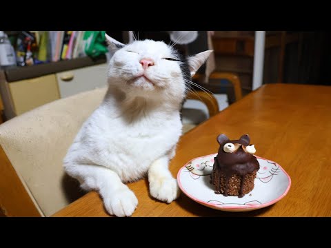 テーブルの上のたぬきケーキ　221031