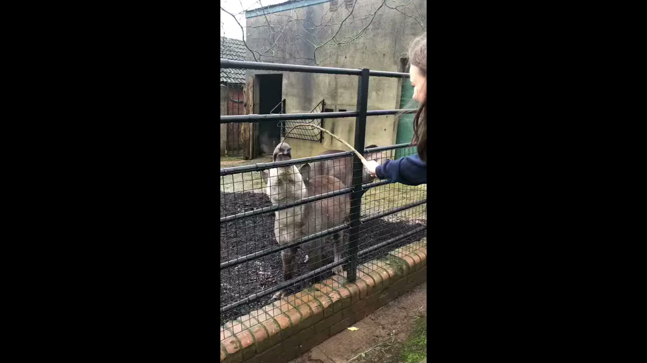 Psychos Tapier Tries To Steal A Stick 