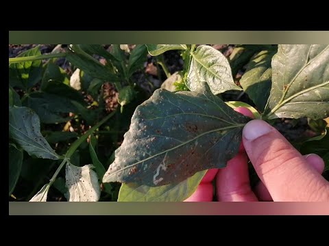 فيديو: ما الذي يسبب الصدأ على نباتات الفول - أفضل علاج لصدأ الفاصوليا في الحدائق