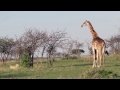 Giraffe saves days old calf from pride of lions