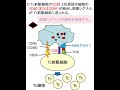 2020免疫学の基礎2（免疫機構）解説