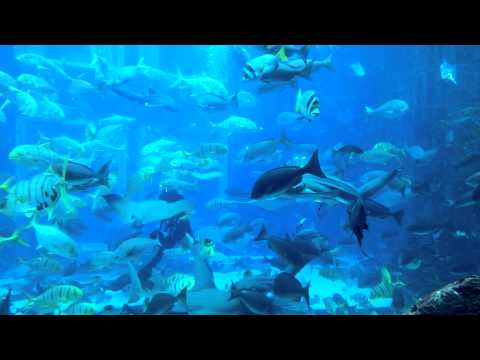 Scuba Diving in Lost Chamber Aquarium | Dubai Aquarium | Atlantis, Palm Island Dubai