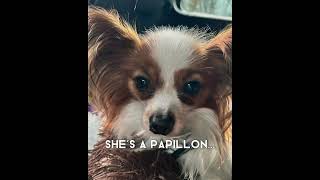 She’s not a mix breed #papillon #dogs #dogsforlife #lovedogs