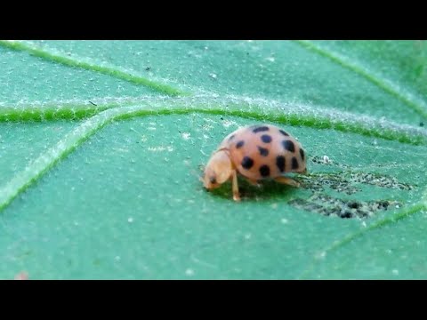 Video: Kumbang Daun Viburnum Yang Tidak Puas Hati
